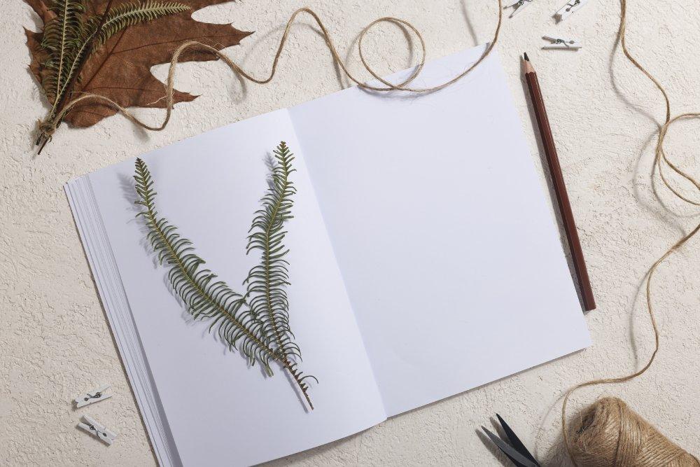 Cómo dibujar hojas: guía práctica para ilustrar el mundo vegetal